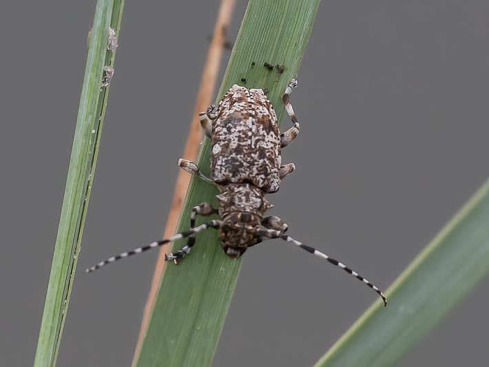 Aegomorphus clavipes (Flat-faced Longhorn Beetle).jpg